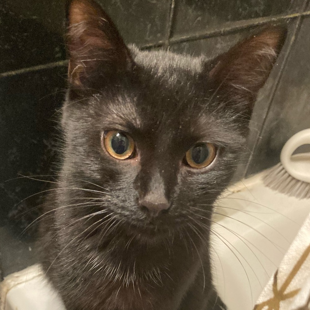 Meet your Posher, Carl